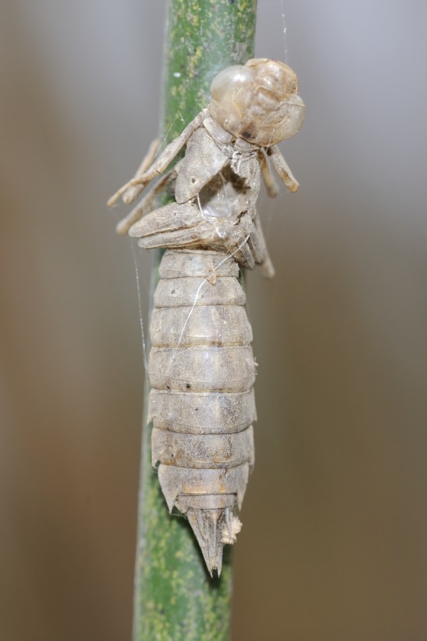 Esuvia da ID: Anax parthenope